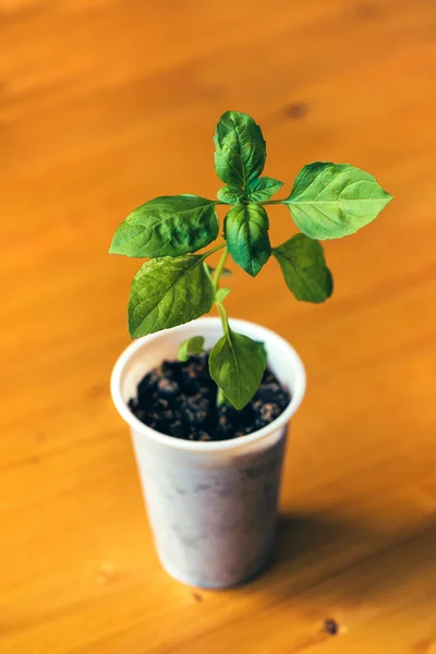 Basil in cup — Stock Photo, Image