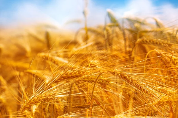 Gyllene korn fältet, selektiv inriktning — Stockfoto