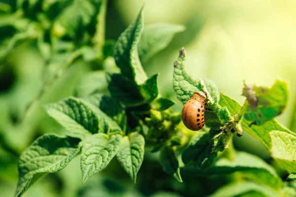 Aardappel bug larven voeden met een blad van de plant — Stockfoto