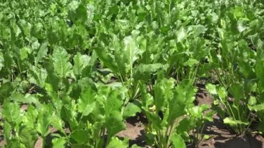 Şeker pancarı alan ayrıntı