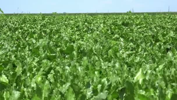 Wide sugar beet field — Stock Video