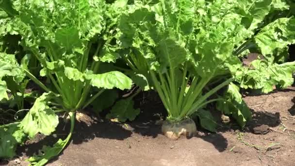Sugar beet root in the ground — Stock Video