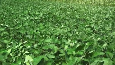 Soya bitkileri alan rüzgarlı gün