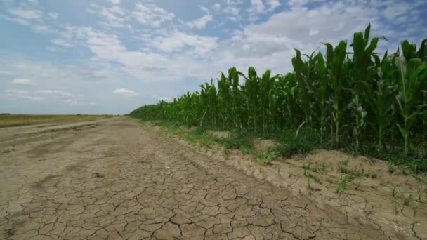 Condições de seca no campo de milho cultivado — Vídeo de Stock