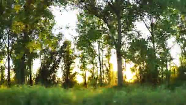 Conduciendo por el bosque, la luz del sol brillando a través de los árboles — Vídeo de stock