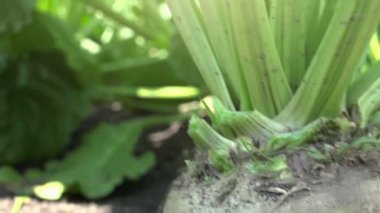 Şeker pancarı kök, kamera için büyük kaldırma alan kırpma