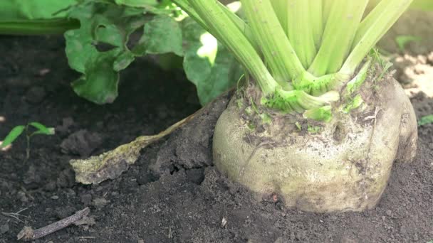 Korzeń buraka cukrowego z bliska — Wideo stockowe