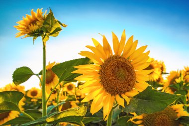 Beautiful sunflower head blooming in cultivated crop field clipart