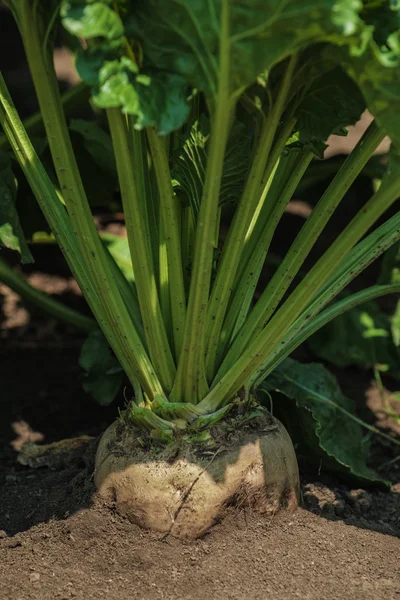 Sugar beet root — Stock Photo, Image