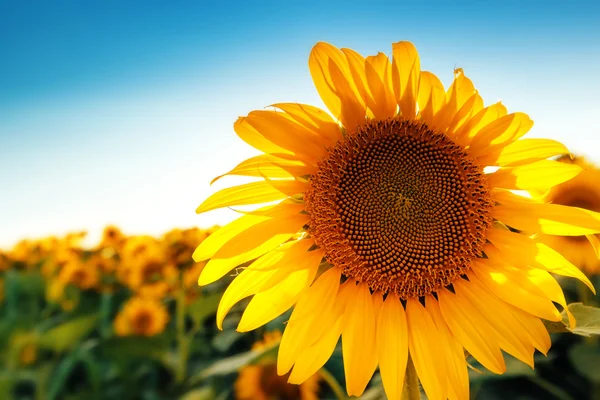 Mooie zonnebloem hoofd bloeien in geteeld gewas veld — Stockfoto