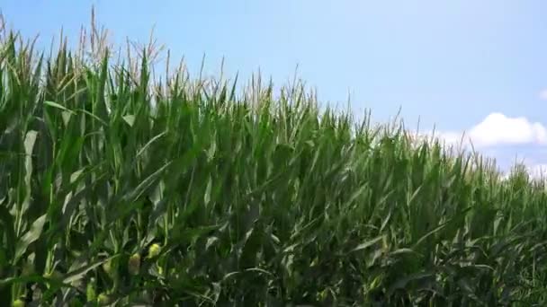 Groene maïs gewassen veld en de blauwe hemel — Stockvideo