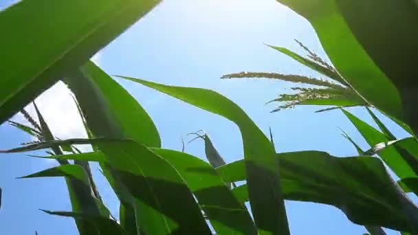 在夏天的风中跳舞的玉米作物的叶子 — 图库视频影像