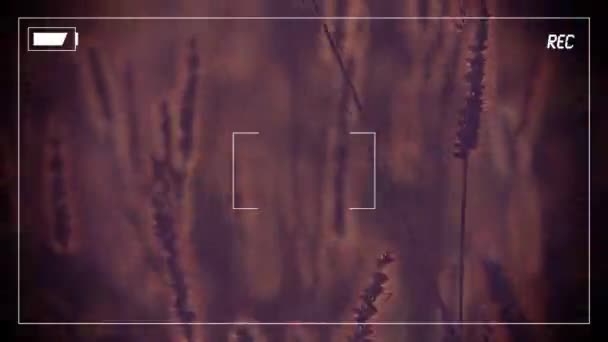 Affichage des séquences vidéo de style de vie d'été de la maison privée sur l'écran de la caméra 