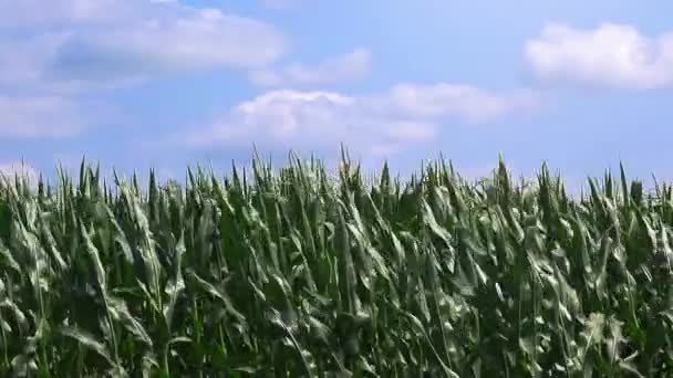 Campo de maíz y cielo azul con nubes — Vídeo de stock