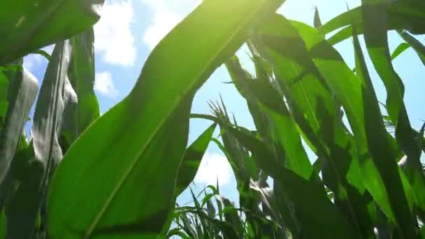 Hojas de maíz en el viento — Vídeo de stock