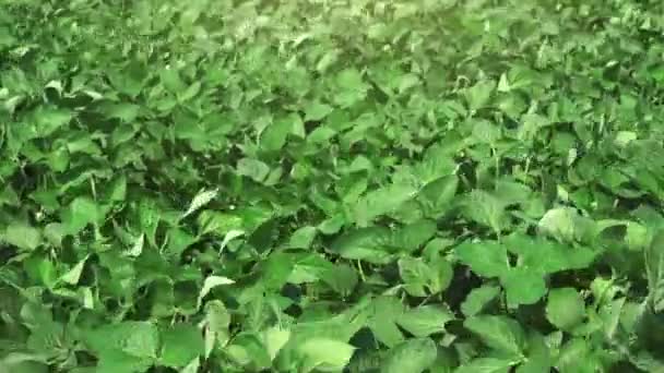 Soybean crop field — Stock Video