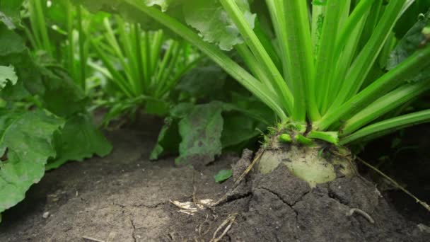 Cultivo de raiz de beterraba sacarina em campo cultivado — Vídeo de Stock