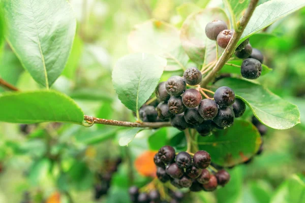 Fruit mûr de baies d'aronia sur la branche — Photo