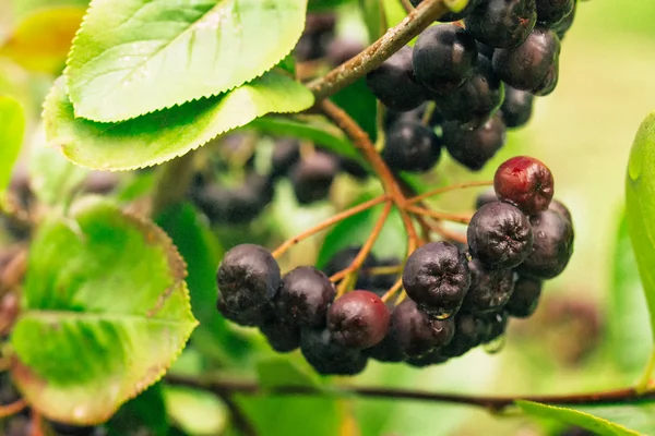 Aronia matura frutti di bosco sul ramo — Foto Stock