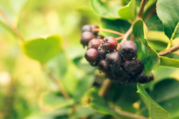 Fruit mûr de baies d'aronia sur la branche — Photo