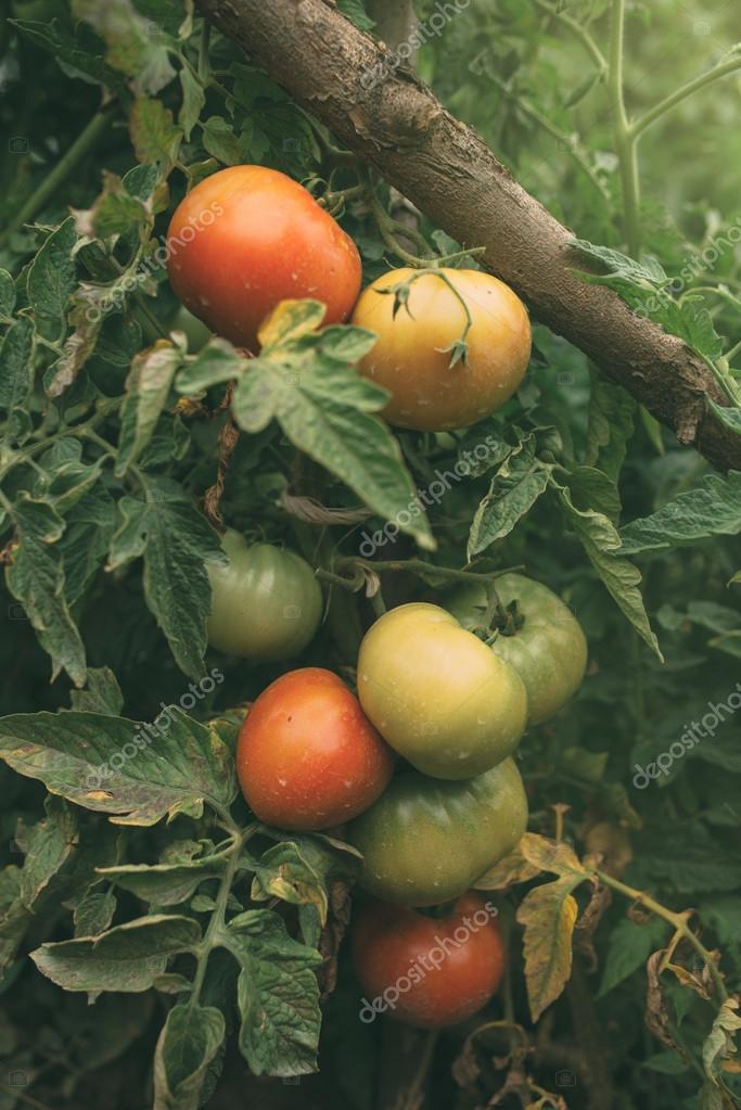BioTomaten aus eigenem Anbau im Gemüsegarten Stockfotografie