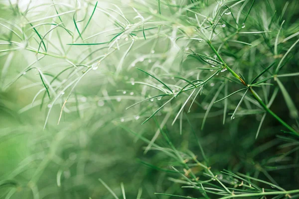 Fundo natural abstrato com profundidade de campo rasa — Fotografia de Stock