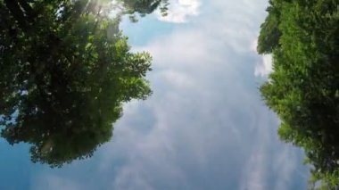 Ağaç sokakta araba