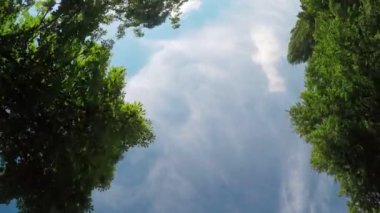 Ağaç sokakta araba