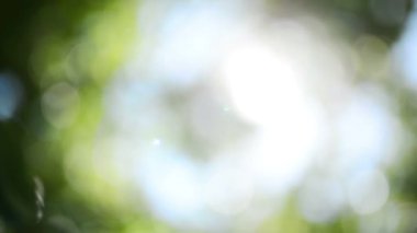 Odak yeşil yaprak döken treetop dışında güneş ışığı ışınlama ile