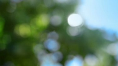 Odak yeşil yaprak döken treetop dışında güneş ışığı ışınlama ile