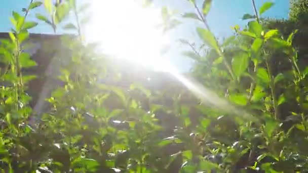 Luz solar que irradia a través de plantas de esgrima — Vídeo de stock