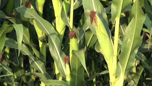 Jungmais auf dem Maiskolben im Feld — Stockvideo