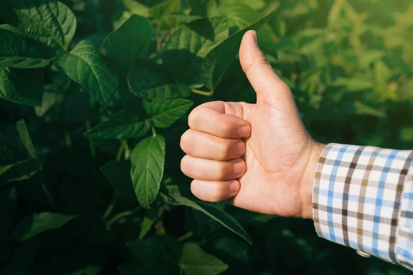 Farmer giving thumb up in cultivated soybean field — Stock Photo, Image