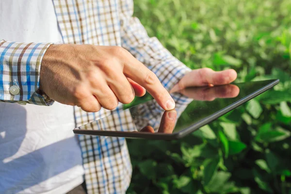 Viljelijä, joka käyttää digitaalista taulutietokonetta viljellyissä soijapavuissa — kuvapankkivalokuva