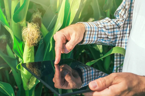 Agricoltore che utilizza computer tablet digitale nel campo del mais — Foto Stock