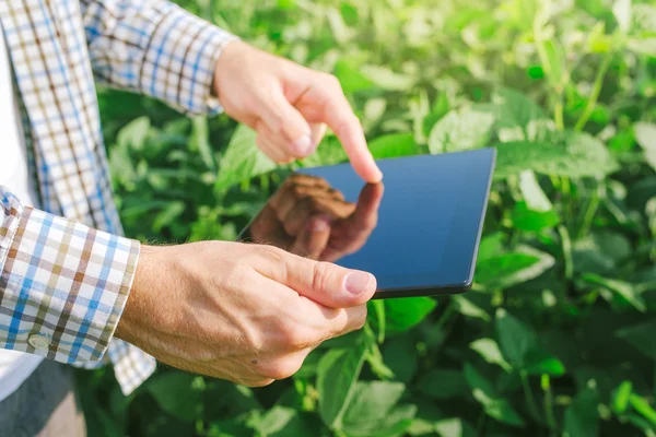 Фермер, использующий цифровой планшетный компьютер для выращивания соевых культур — стоковое фото