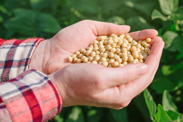 Female farmer with handful od soybean in cultivated field