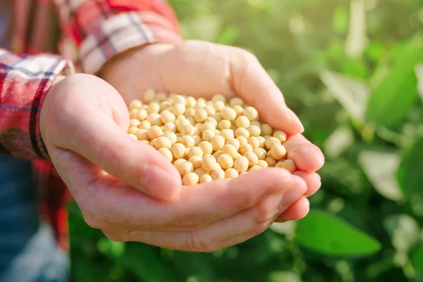 Female farmer with handful od soybean in cultivated field — Stock Photo, Image