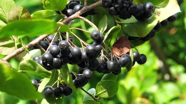 Givande mogen aronia bär frukt på grenen — Stockvideo