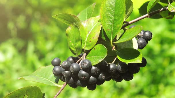 Givande mogen aronia bär frukt på grenen — Stockvideo