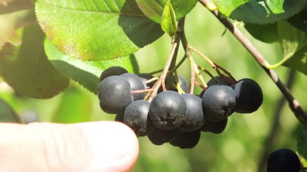 Cueillette à la main de fruits mûrs d'aronia berry de la branche — Video