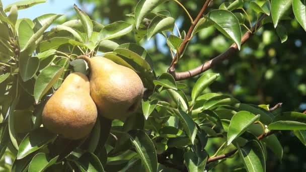 Спелые грушевые плоды на ветке в органическом саду — стоковое видео