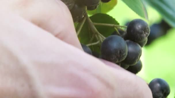 Kézi szedés érett aronia bogyós gyümölcsök a fióktelep — Stock videók