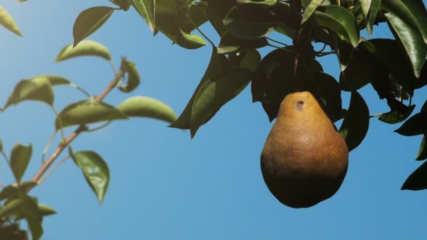 Mogna päron frukt på filialen i ekologisk fruktodling — Stockvideo