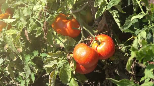 Tomate ecológico de cosecha propia cultivado en huerta — Vídeo de stock