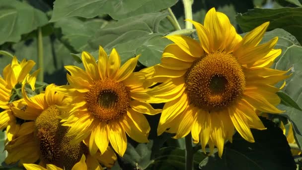 Champ de tournesol en fleurs 