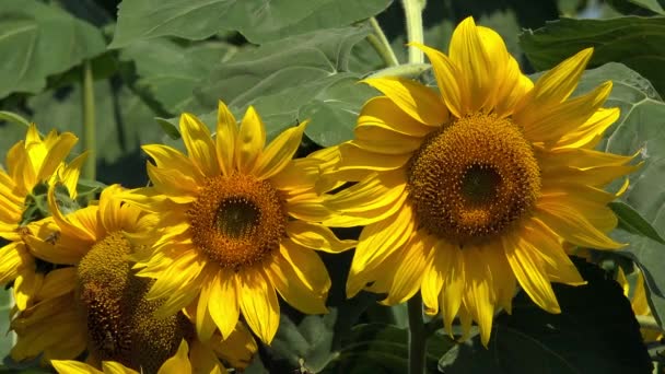 Bloeiende zonnebloem gewas veld — Stockvideo