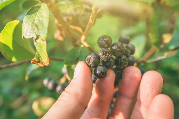 Hand picking ripe aronia berry fruit from the branch — Stock Photo, Image