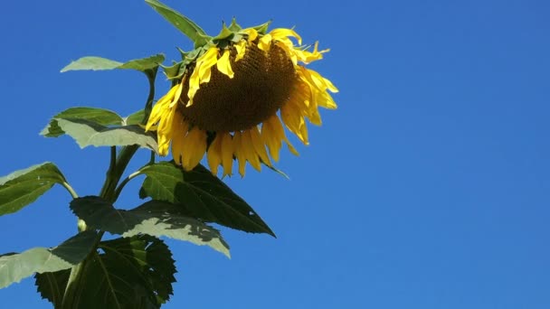 Blommande solros huvud i odlade gröda fält — Stockvideo