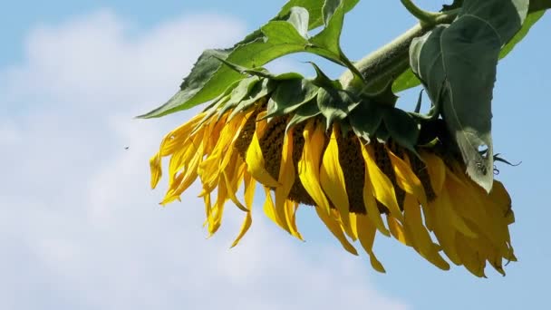 Blooming sunflower head in cultivated crop field — Stock Video